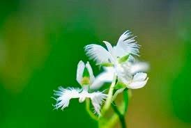 Fringed Orchid Seeds Crane Orchid Pecteilis Radiata The Etsy