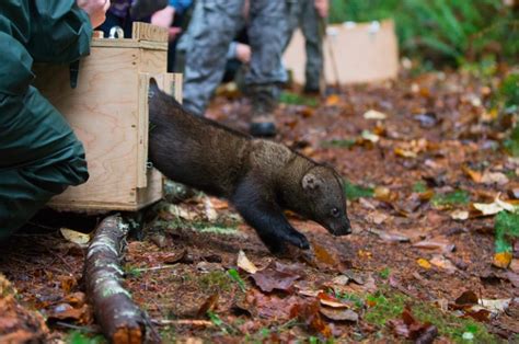 A rewildling project is putting these forest carnivores back where they belong | Success Stories ...