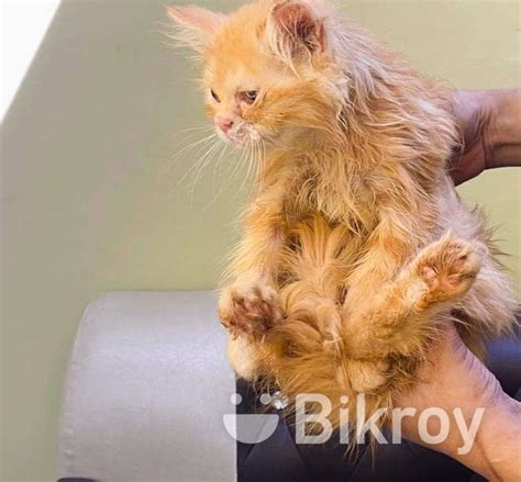 Persian Kittens For Sale In Bagerhat Bikroy