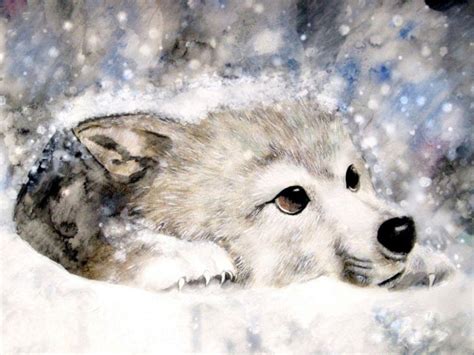 Snow Wolf Wallpapers - Top Free Snow Wolf Backgrounds - WallpaperAccess