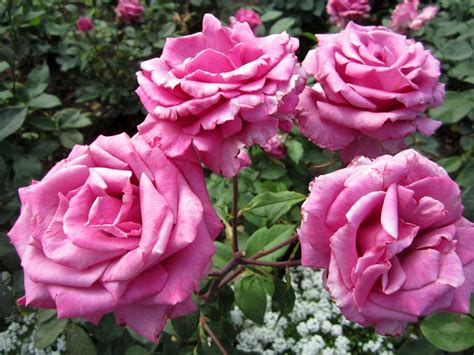 A Tray Of Bliss Old Fashioned Roses