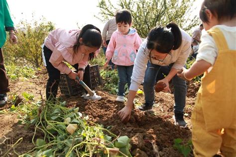 《钱江晚报》客户端：春耕秋收成浙江农林大学“必修课” 学生：挖出一个番薯比抢到微信红包还开心 浙江农林大学