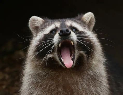 12 Raccoon Facts About Our Masked Neighbors