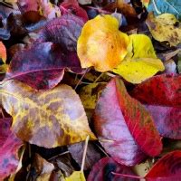 Pyrus Calleryana Chanticleer Als Veterane Leiboom