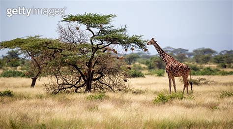 Somalia Giraffes Eat The Leaves Of Acacia Trees