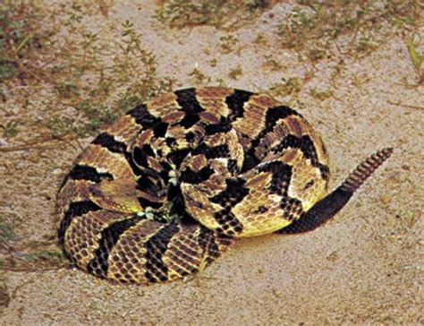 Snake | Description, Facts, & Types | Britannica