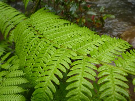 Free Image Of Lush Green Fern Fronds Freebiephotography