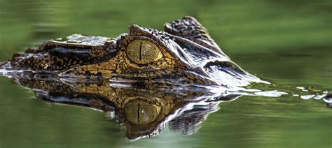 Crocodile And Alligator Art Canvas Prints And Wall Art Icanvas