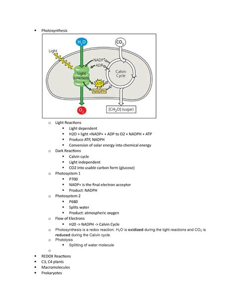 Mastering Biology Light Reactions Of Photosynthesis