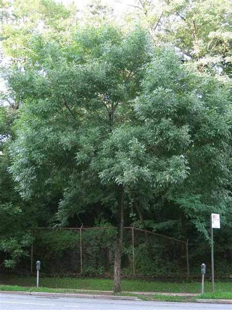 Fraxinus Americana White Ash Tree Virens Latin For Greening Flickr