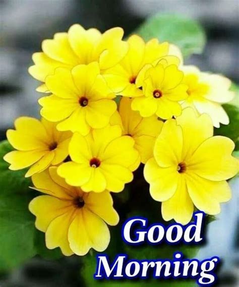 4210 Good Morning Wishes Images Pictures Good Morning Flowers