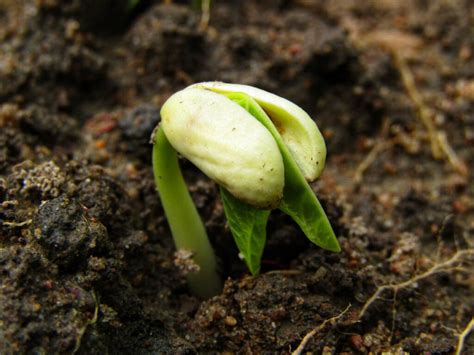 C Mo Hacer Para Que Las Plantas Crezcan M S R Pido Acelera El