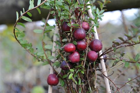 Early Black Cranberry Vaccinium Macrocarpon Buy Online