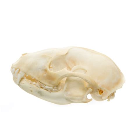 Raccoon Skull | Evolution Store