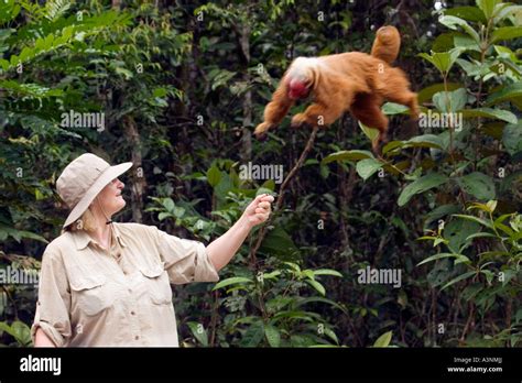 Red Uakari Monkey Stock Photo - Alamy