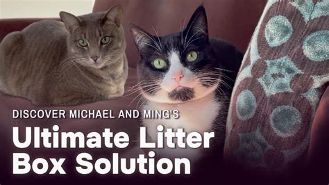 The Ultimate Litter Box Setup Youtube