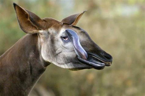 Connais Tu Les Langues Des Animaux Echosciences Grenoble