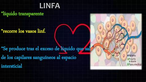 Sistema Linfoide Anatomia Humana Ppt