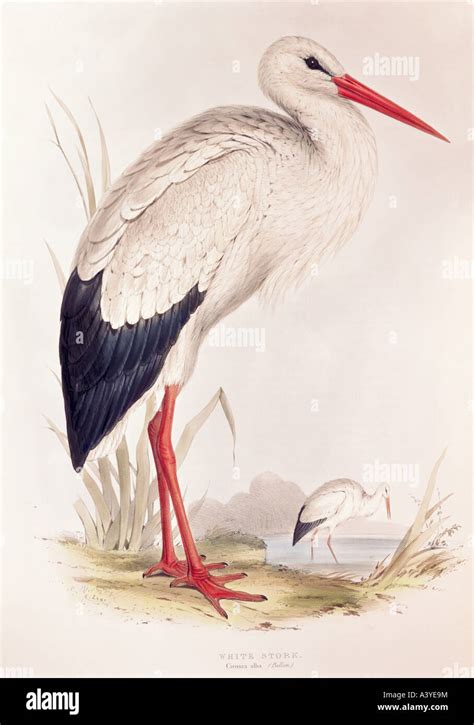 Zoology Animal Avian Bird Ciconiidae White Stork Ciconia