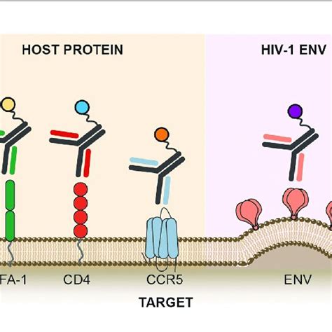 Pdf Antibody Conjugates For Targeted Therapy Against Hiv 1 As An