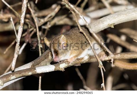 Madame Berthes Mouse Lemur Microcebus Berthae Stock Photo (Edit Now ...