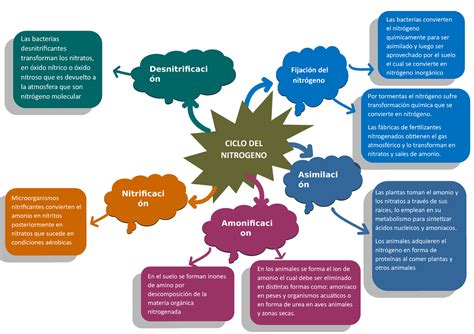 Ciclos De La Naturaleza Ciclo De Nitr Geno