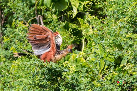 Hoatzin Aka The Canje Pheasant - Things Guyana