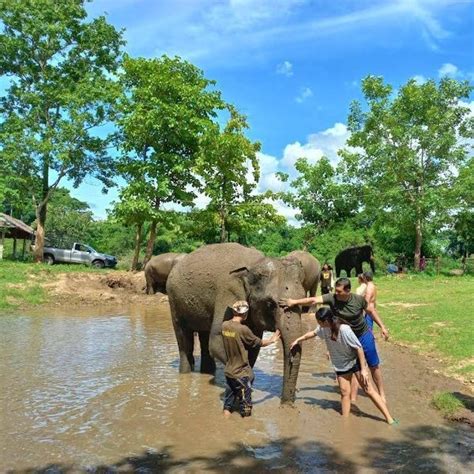 Bangkok Elephant Tour