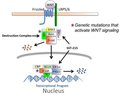 Wnt Inhibitor Program | StemSynergy