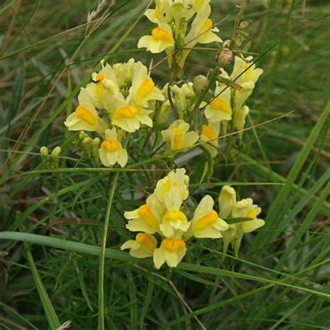 Linaria vulgaris