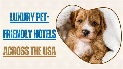 Best Pet Friendly Hotels in the USA | Travel with Your Dog