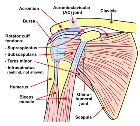 Right Shoulder Rotator Cuff Diagram