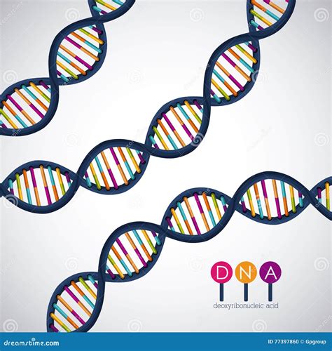 The Structure Of The Chromosome. The Structure Of The DNA Molecule ...