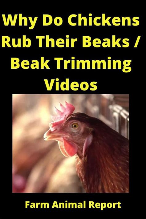 Why Do Chickens Rub Their Beaks Beak Trimming Videos Video In 2020