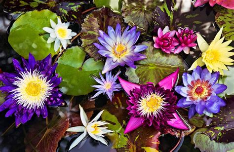 How To Plant And Grow Water Lilies