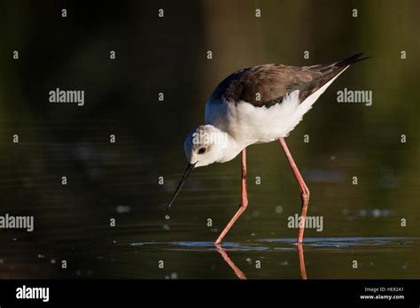 Black Winged Stilt Himantopus Himantopus Foraging In Shallow Water