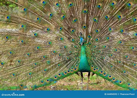 Portrait Of Beautiful Peacock With Feathers Out Stock Image Image Of