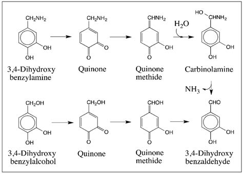 Ijms Free Full Text Reactivities Of Quinone Methides Versus O