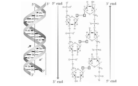 [diagram] Dna Helix Diagram Mydiagram Online