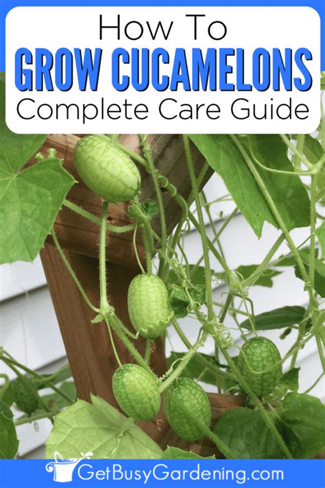 Growing Cucamelons: The Complete Mouse Melon Care Guide