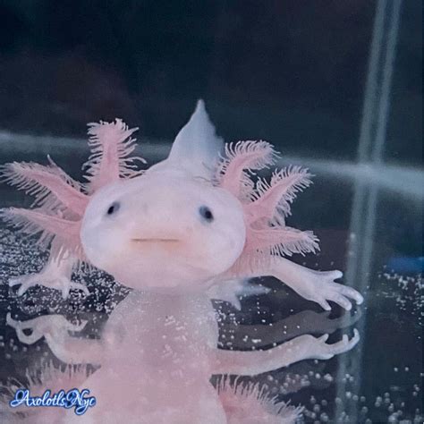 Gfp Leucistic Axolotl