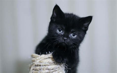 Download Adorable Black Kitten Pfp Wallpaper