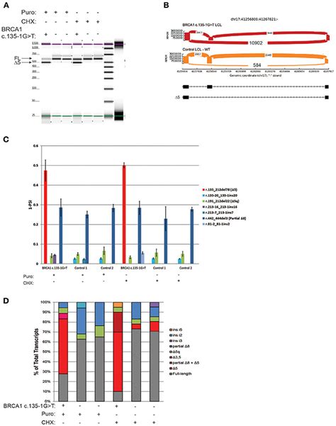 Frontiers Quantitative Analysis Of BRCA1 And BRCA2 Germline Splicing