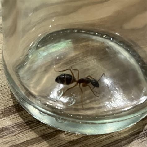 Wings! Suspected I’ve found a queen ant, and also a male ant for