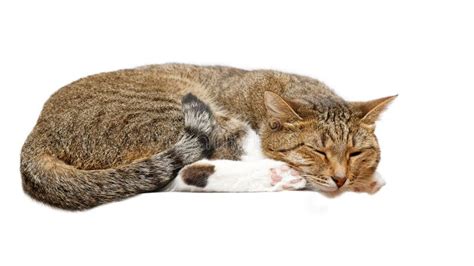 Cat napping. stock photo. Image of curiosity, pets, closeup - 78134374