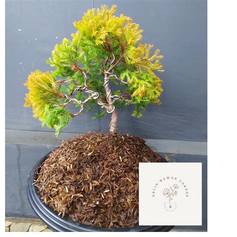 Jual Bonsai Cemara Emas Casuarina Equisetifolia Linn Shopee Indonesia