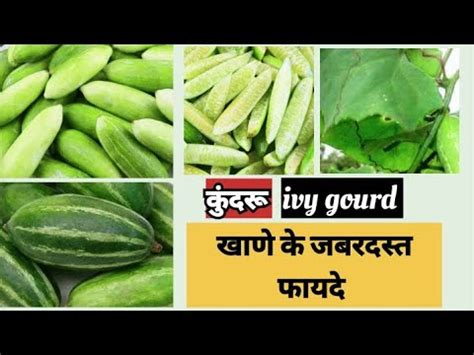 Kundaru Khane Ke Fayde Kundru Benifits Of Ivy Gourd Benifits Of