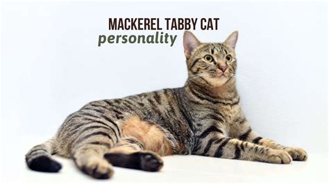 7 Interesting Facts About The Mackerel Tabby Cat Personality