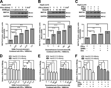 Effect Of The Combination Of IFN AdoMet SAMe And Dex On Expression