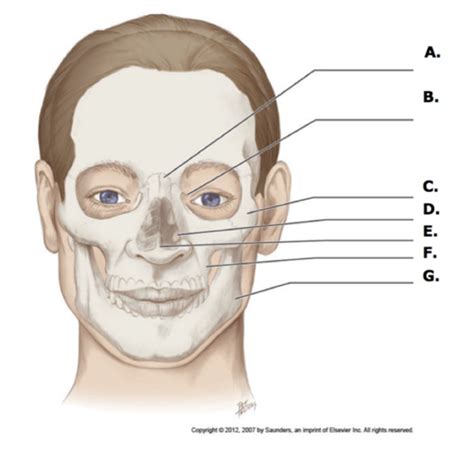 DHY 257 Quiz 1 Skeletal Flashcards Quizlet